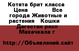 Котята брит класса › Цена ­ 20 000 - Все города Животные и растения » Кошки   . Дагестан респ.,Махачкала г.